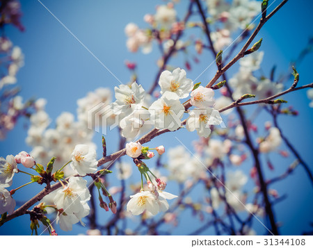 Beautiful White Sakura Flowers in Japan Beautiful White Sakura Flowers in Japan 31344108