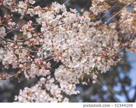 Beautiful Pink Sakura Flowers in Japan Beautiful Pink Sakura Flowers in Japan 31344109