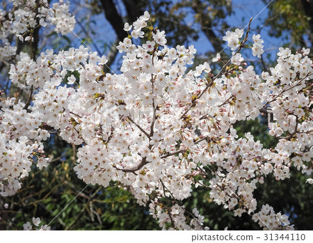 Beautiful White Sakura Flowers in Japan Beautiful White Sakura Flowers in Japan 31344110