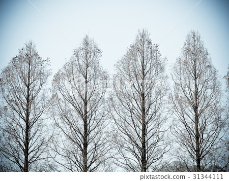 Row of trees in early spring against blue sky Row of trees in early spring against blue sky 31344111