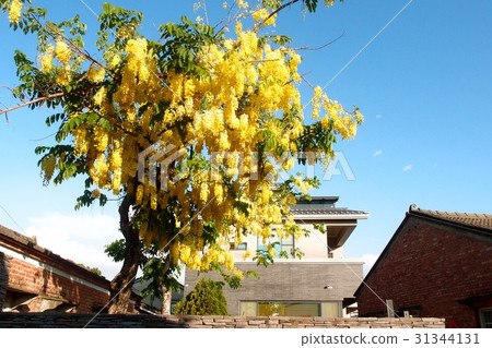 Abtle tree, Japanese, desktop, squat 31344131