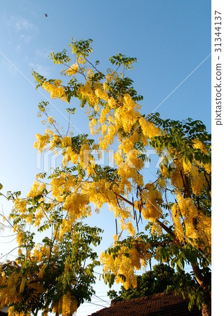 阿勃勒樹 飛鳥 31344137