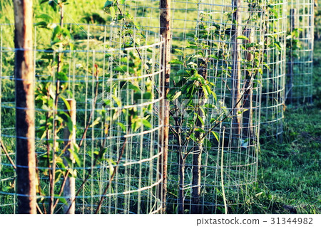 Metal guard mesh protection for animal damaged 31344982