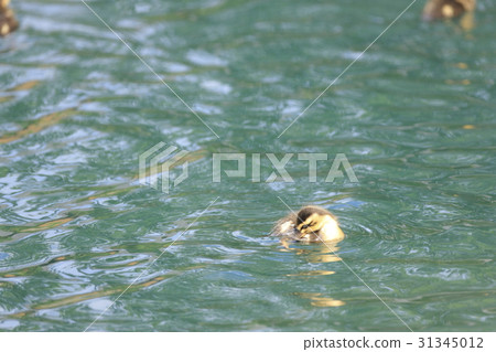 Baby chicks Baby chicks 31345012