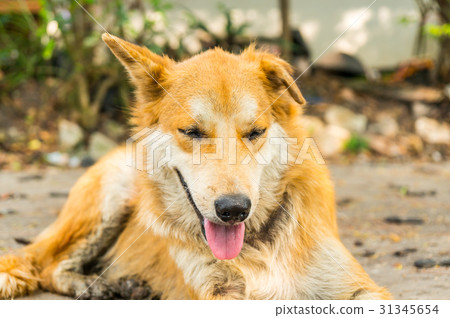 Thai brown dog Sleeping on the ground Thai brown dog Sleeping on the ground 31345654