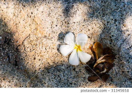 White plumeria flowers on the stone floor. White plumeria flowers on the stone floor. 31345658