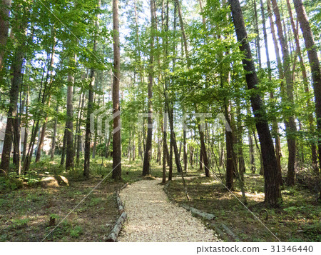 森林遠足課程 31346440