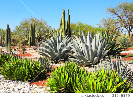 Garden of cacti, agave, succulent Tula de Allende 31346579