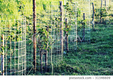 Metal guard mesh protection for animal damaged 31346609