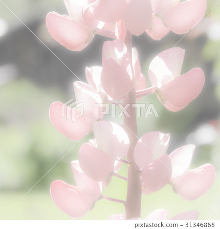 Lupine Background 31346868