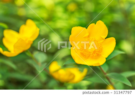 金線梅 金線梅 31347797