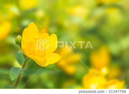 Golden thread plum 31347798