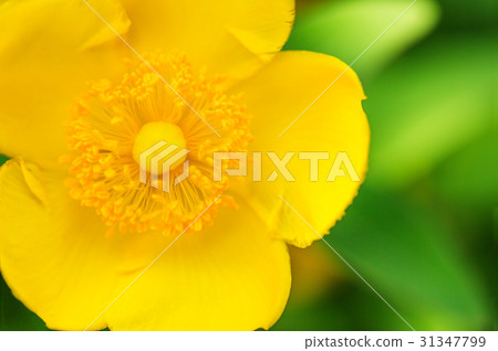 Golden thread plum 31347799