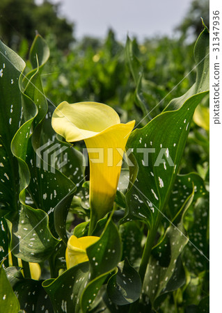 台灣台中忘憂谷金黃海芋Asian Taiwan flowers 31347936