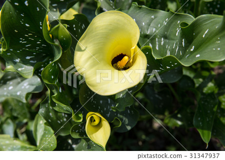 台灣台中忘憂谷金黃海芋Asian Taiwan flowers 31347937