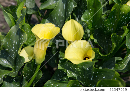 台灣台中忘憂谷金黃海芋Asian Taiwan flowers 31347939