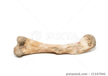 Bone on white background Bone on white background 31347940
