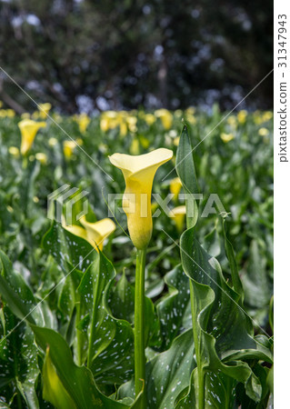 台灣台中忘憂谷金黃海芋Asian Taiwan flowers 31347943