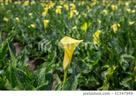 台灣台中忘憂谷金黃海芋Asian Taiwan flowers 31347949