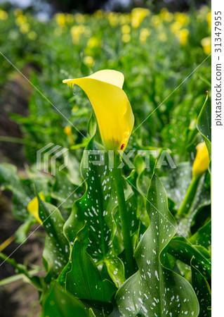 Taiwan Taiwan Taichung Forget Worth Golden Lotus Asian Taiwan flowers Taiwan Taiwan Taichung Forget Worth Golden Lotus Asian Taiwan flowers 31347955