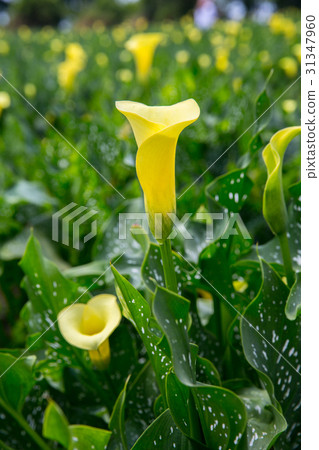 台灣台中忘憂谷金黃海芋Asian Taiwan flowers 台灣台中忘憂谷金黃海芋Asian Taiwan flowers 31347960