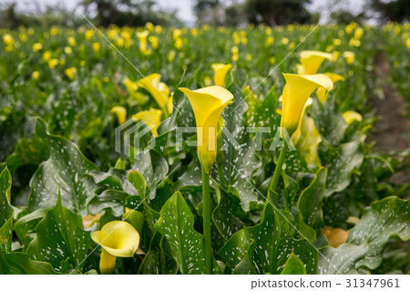 Taiwan Taiwan Taichung Forget Worth Golden Lotus Asian Taiwan flowers Taiwan Taiwan Taichung Forget Worth Golden Lotus Asian Taiwan flowers 31347961
