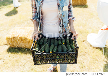 Woman holding a freshly harvested cucumbers. Woman holding a freshly harvested cucumbers. 31347975