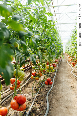 Red and green selected tomatoes in a greenhouse Red and green selected tomatoes in a greenhouse 31347976