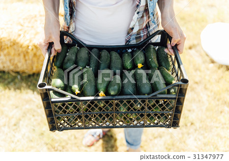 Woman holding a freshly harvested cucumbers. 31347977