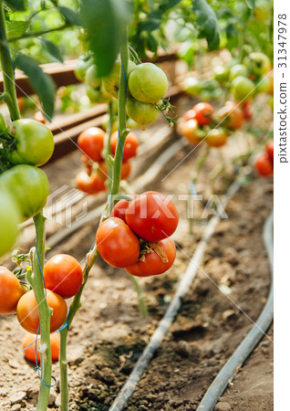 Red and green selected tomatoes in a greenhouse 31347978