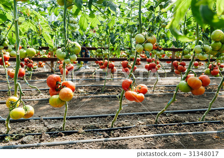 Red and green selected tomatoes in a greenhouse Red and green selected tomatoes in a greenhouse 31348017