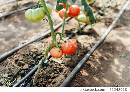 Red and green selected tomatoes in a greenhouse Red and green selected tomatoes in a greenhouse 31348018