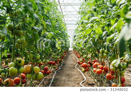 Red and green selected tomatoes in a greenhouse 31348032