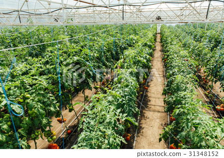 Red and green selected tomatoes in a greenhouse Red and green selected tomatoes in a greenhouse 31348152