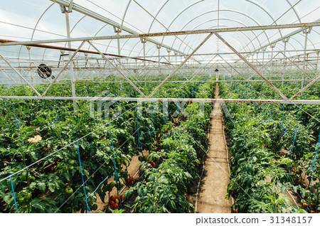 Red and green selected tomatoes in a greenhouse Red and green selected tomatoes in a greenhouse 31348157