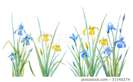 Watercolor irises flowers composition Watercolor irises flowers composition 31348374