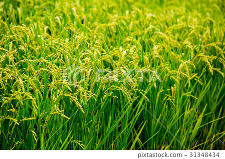 台灣農村稻田Asia Taiwan rice fields 31348434
