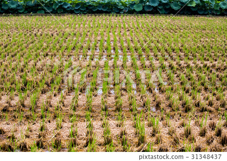 台灣農村稻田Asia Taiwan rice fields 31348437