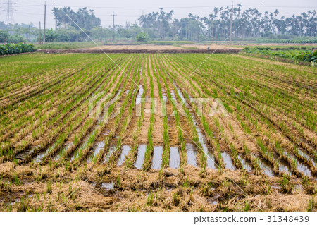 台灣農村稻田Asia Taiwan rice fields 台灣農村稻田Asia Taiwan rice fields 31348439