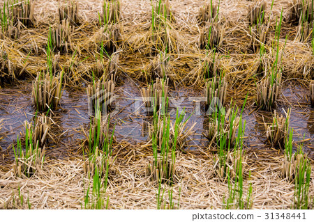 Taiwanese rice fields in Taiwan Taiwanese rice fields in Taiwan 31348441