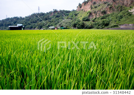 台灣農村稻田Asia Taiwan rice fields 31348442