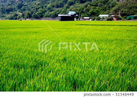 台灣農村稻田Asia Taiwan rice fields 31348449