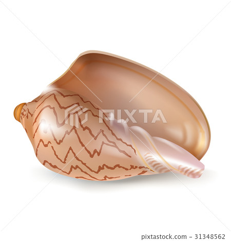 Vector illustration, badges, stickers, seashell in Vector illustration, badges, stickers, seashell in 31348562