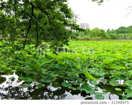 上野Shinobazu池塘 31348973