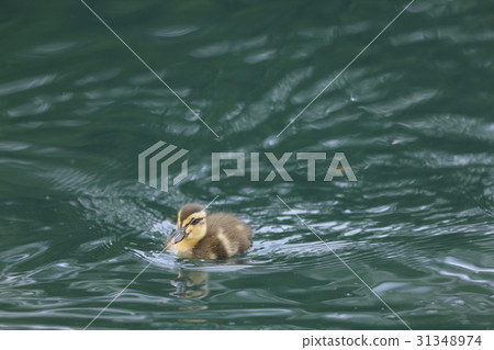 Baby chicks 31348974