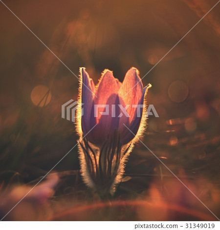 Spring flowers. Beautifully blossom pasque flower. 31349019