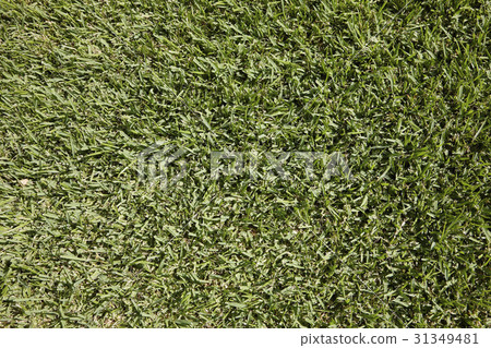 草坪 31349481