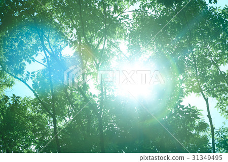 夏日的陽光 31349495