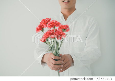 carnation, carnations, gents 31349705