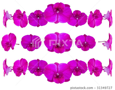 Collection of orchid flower isolated on white 31349727